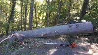 Franks Stump Grinding and Tree Service image 1